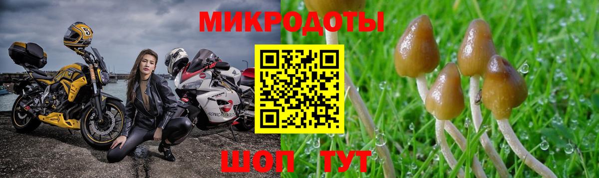Армавир  Псилоцибиновые грибы Psilocybe  Вход с VPN 
